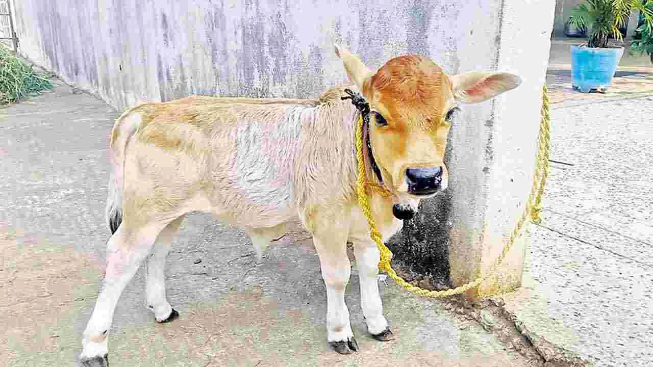 Animal Breeding : నాటు ఆవుకు పుంగనూరు జత