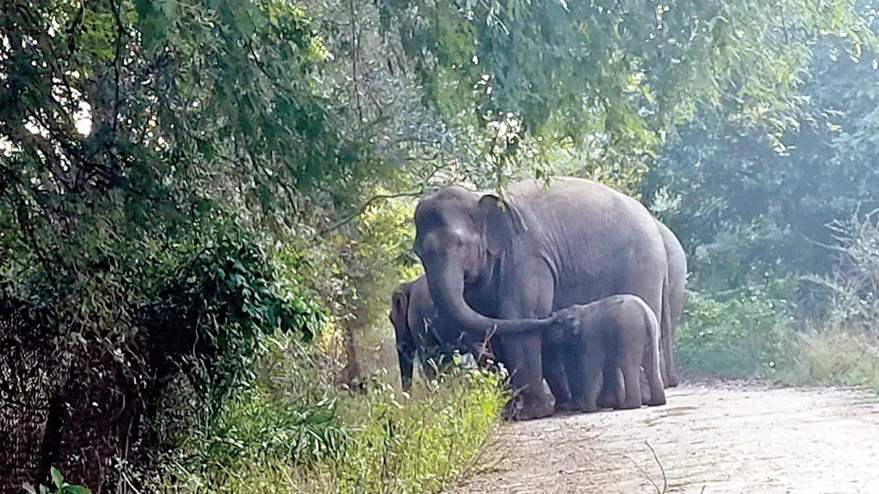 పెదకుదమ వైపు గజరాజులు