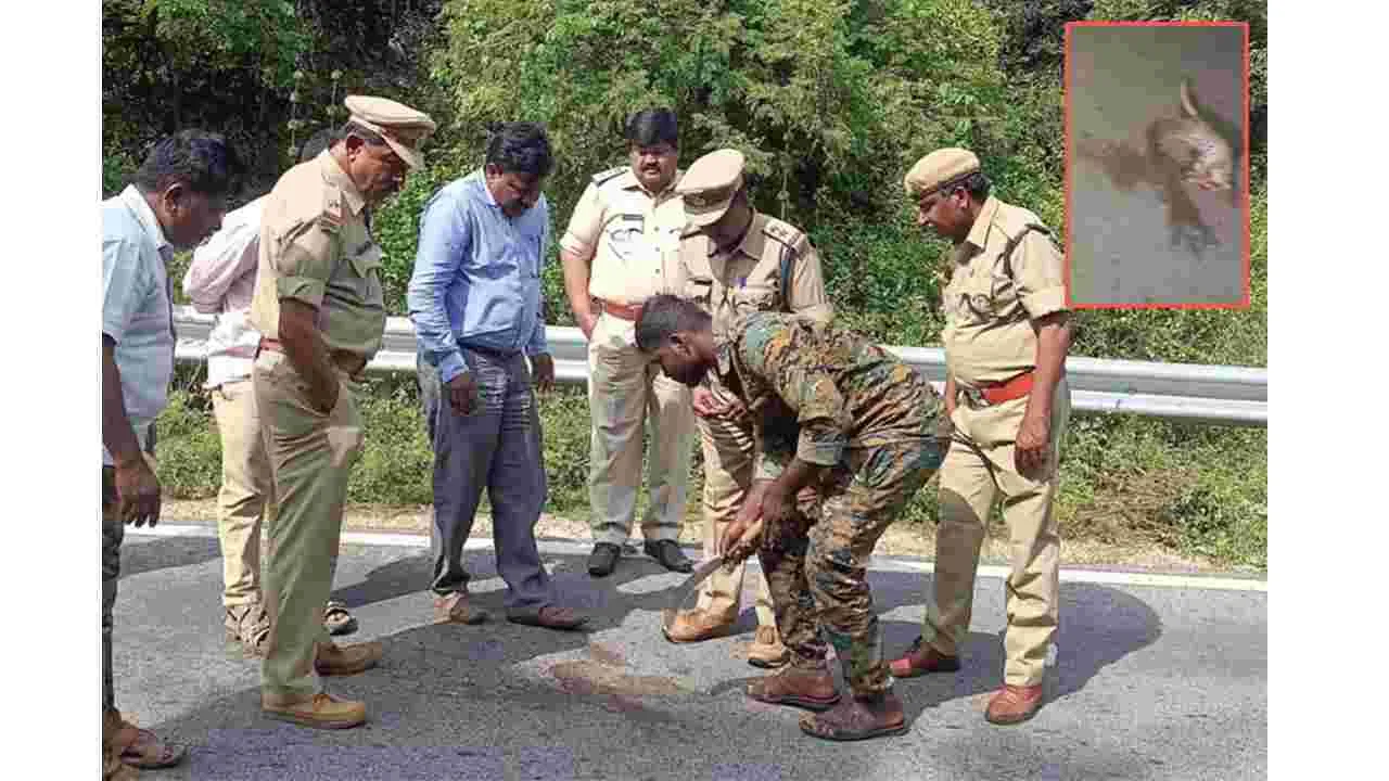 వాహనం ఢీకొని చిరుత మృతి