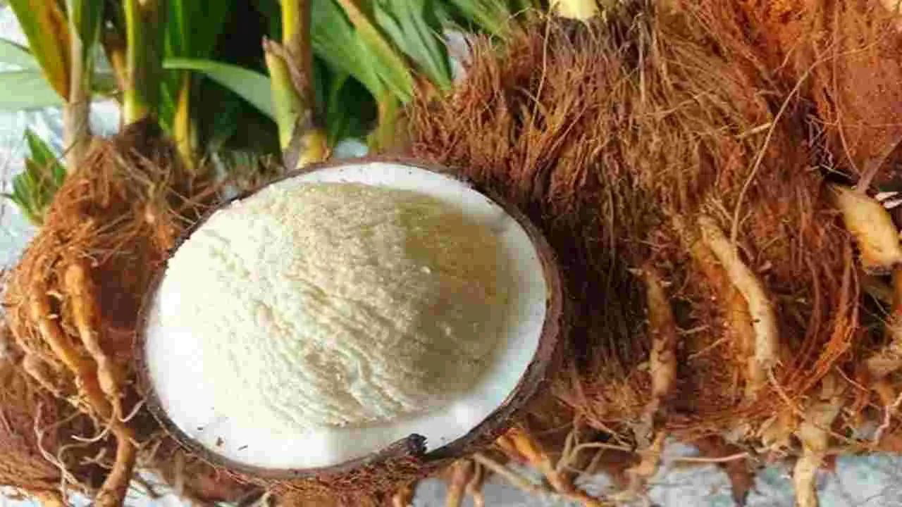 కొబ్బరి పువ్వు తింటే ఇన్ని ఆరోగ్యప్రయోజనాలా..!