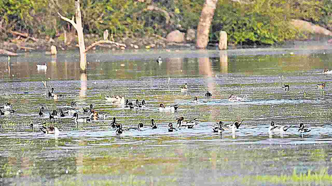 Nature: ఆనందారణ్యం.. ఆధ్యాత్మికం! 