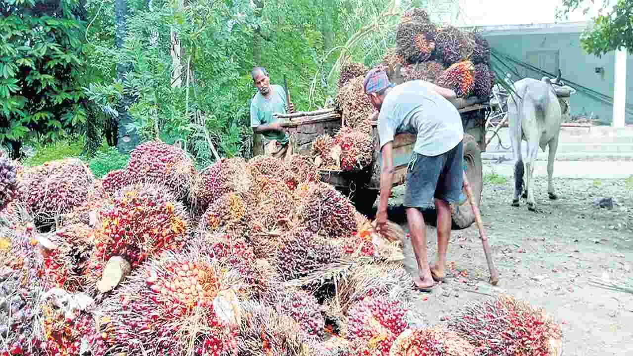 ఆయిల్పామ్కు మంచి రోజులు