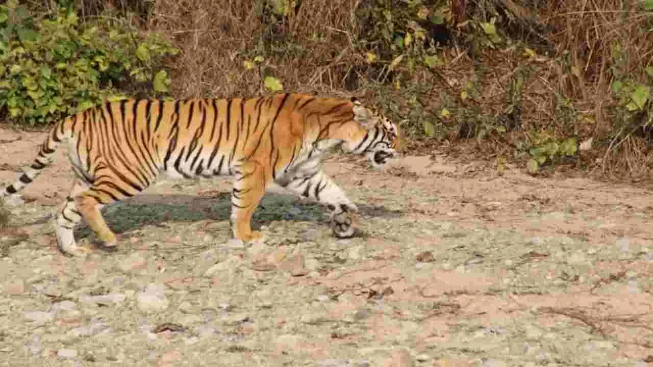 Tiger Sighting: పెంచికలపేటలో పులి సంచారం