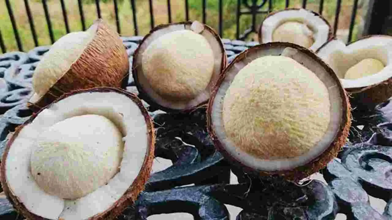 కొబ్బరి పువ్వు తింటే ఇన్ని ఆరోగ్యప్రయోజనాలా..!