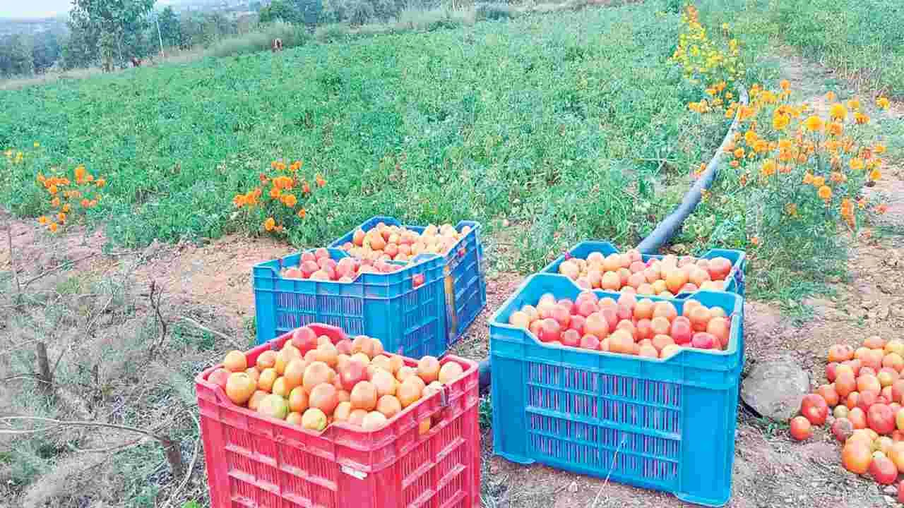 పడిపోయిన టమాట ధర