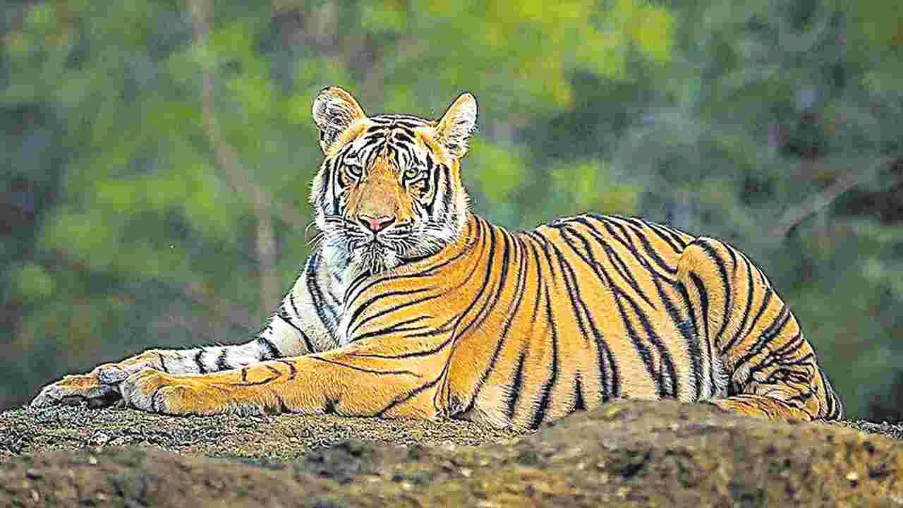 Tiger Attacks: అమ్మో పులి..!