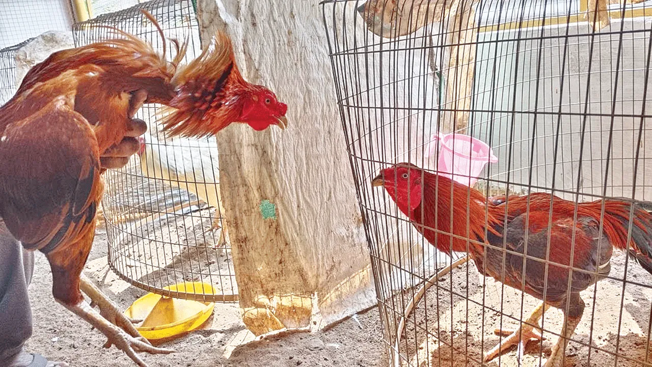 cock rate ఒక్కోటి లక్ష!