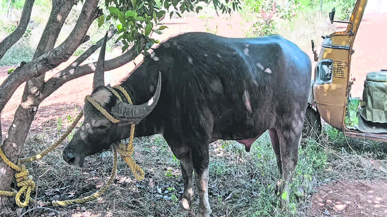 Buffello హమ్మయ్యా.. బతికిపోయా..!