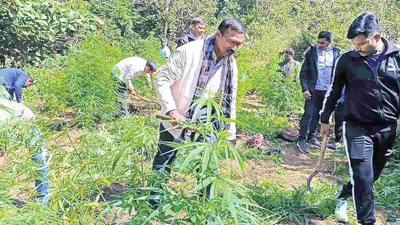అడవిలో వాలిన ఈగల్