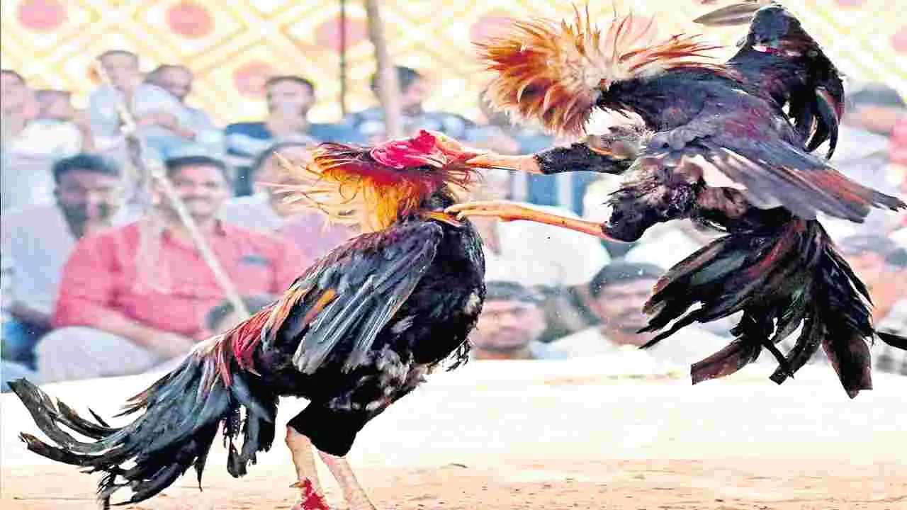 Sankranti Festival: కోట్లలో కూత