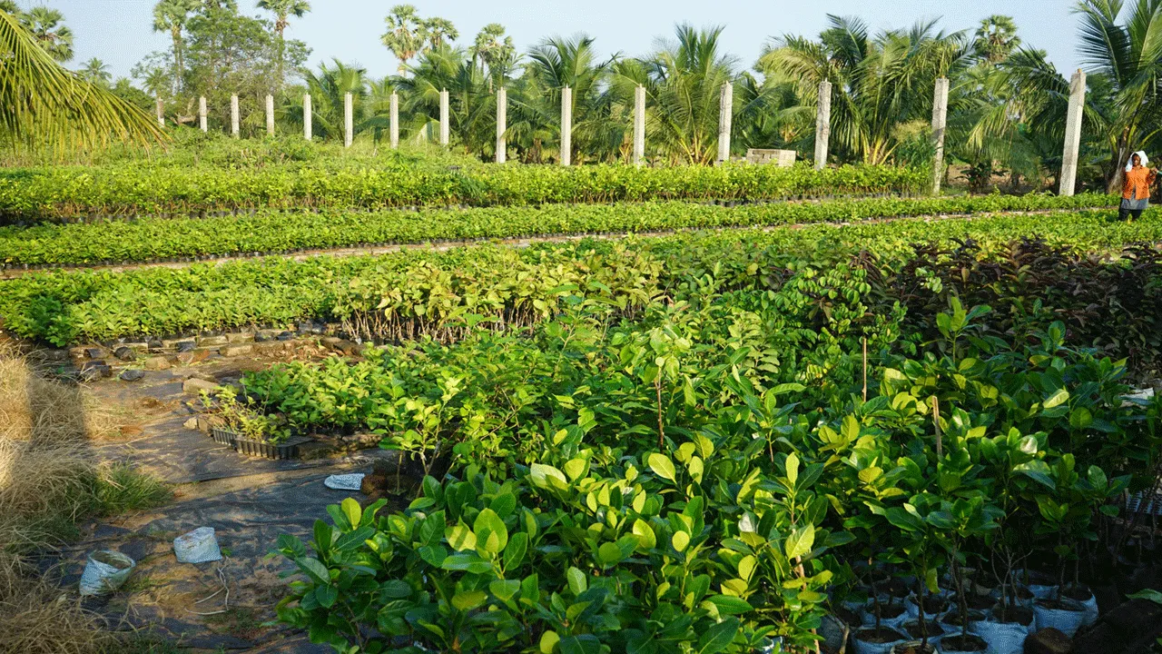 పెదలంకలో మన కడియం