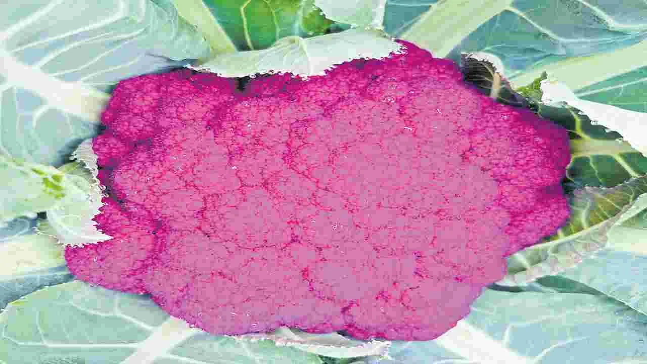 Pink Cauliflower : గులాబీ రంగులో.. క్యాలీఫ్లవర్‌