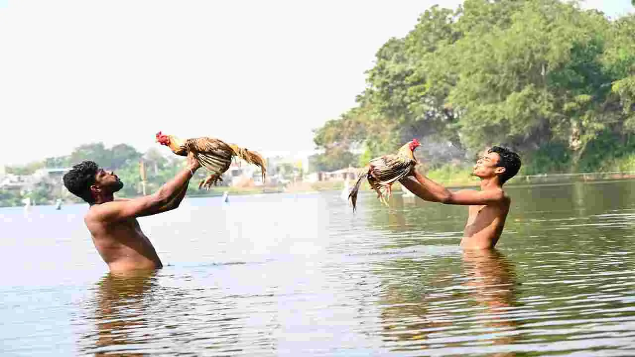 ‘పుంజు’కున్నాయ్‌