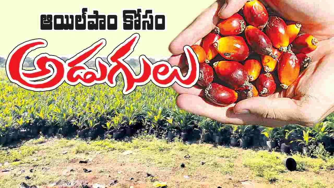 ఆయిల్‌పాం కోసం అడుగులు