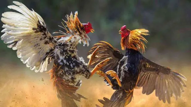 Sankranti Cockfights 2026: సంక్రాంతి సంప్రదాయం పేరుతో కోడి పందేలు.. కోట్ల వ్యాపారంగా బరులు..