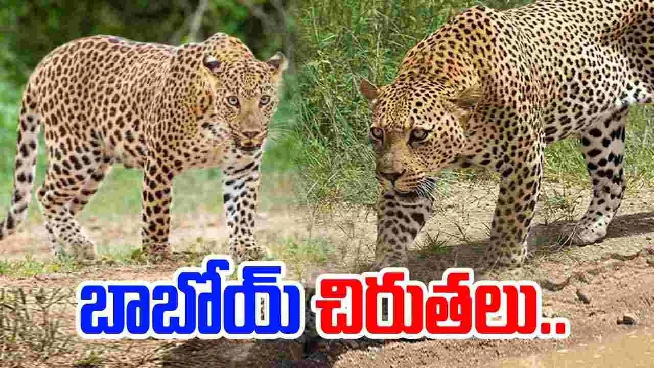 AP News: కలకలం రేపుతున్న చిరుతల సంచారం.. బిక్కుబిక్కుమంటూ ఆ జిల్లాల ప్రజలు..