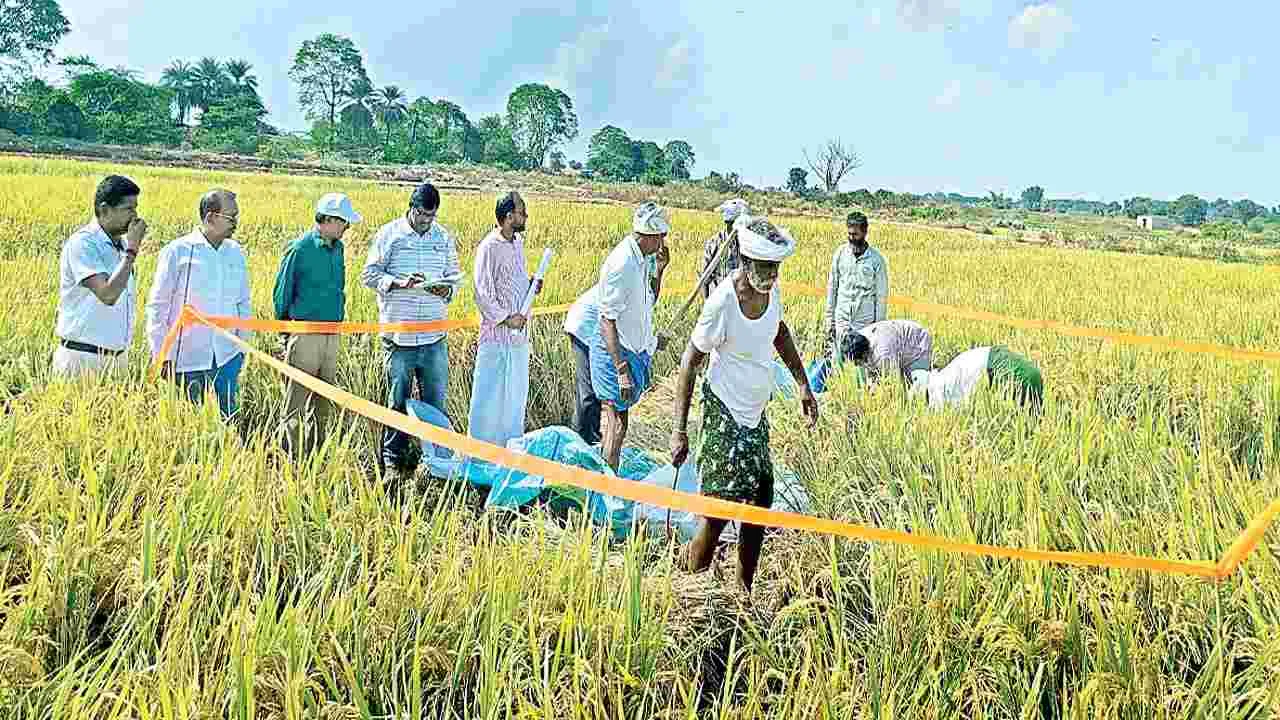 సోనా మసూరి రకం అభివృద్ధికి చర్యలు