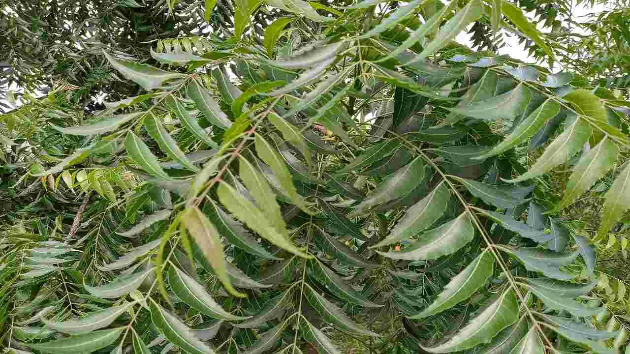 Neem: క్యాన్సర్ నుండి చుండ్రు వరకు.. ఈ ఆకుతో ఎన్నో అద్భుతమైన ప్రయోజనాలు..