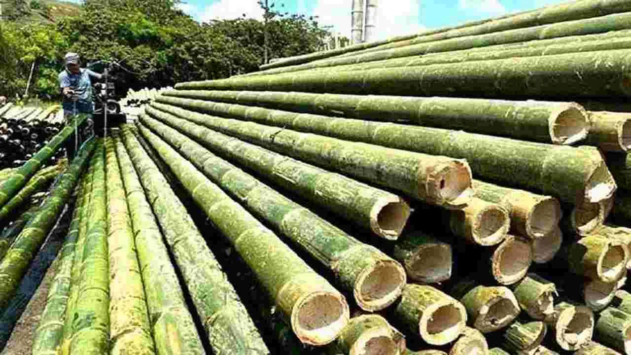 Power Generation : వెదురుతోనూ విద్యుత్తు!