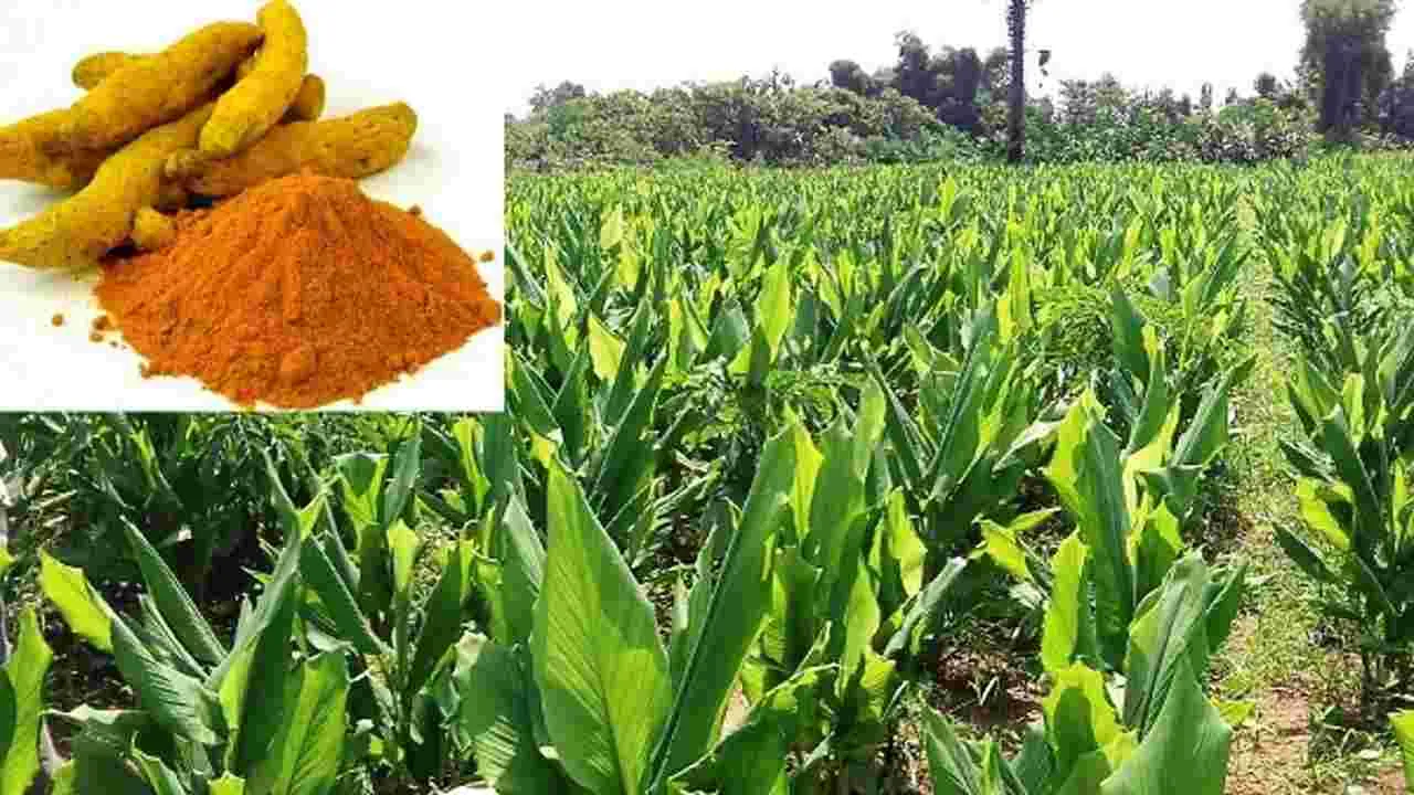 Turmeric : పసుపు సేద్యం