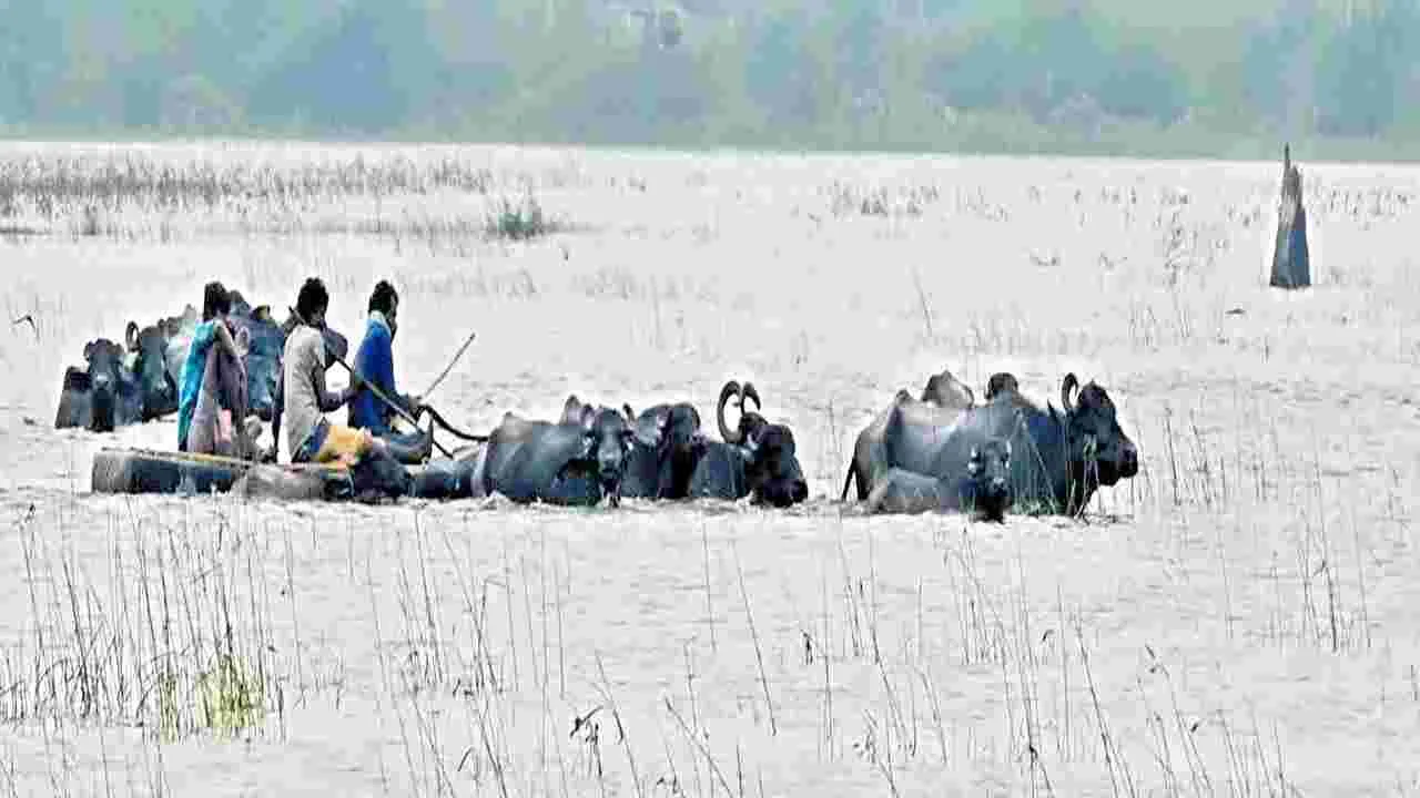 Risky Grass Collection:లంక మేత.. గుండ్లకమ్మ ఈత! 