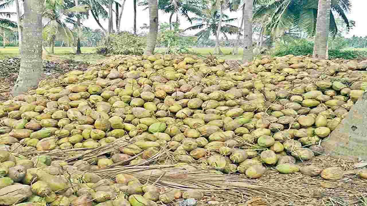 Coconut : పెరిగిన కొబ్బరి కనీస మద్దతు ధర