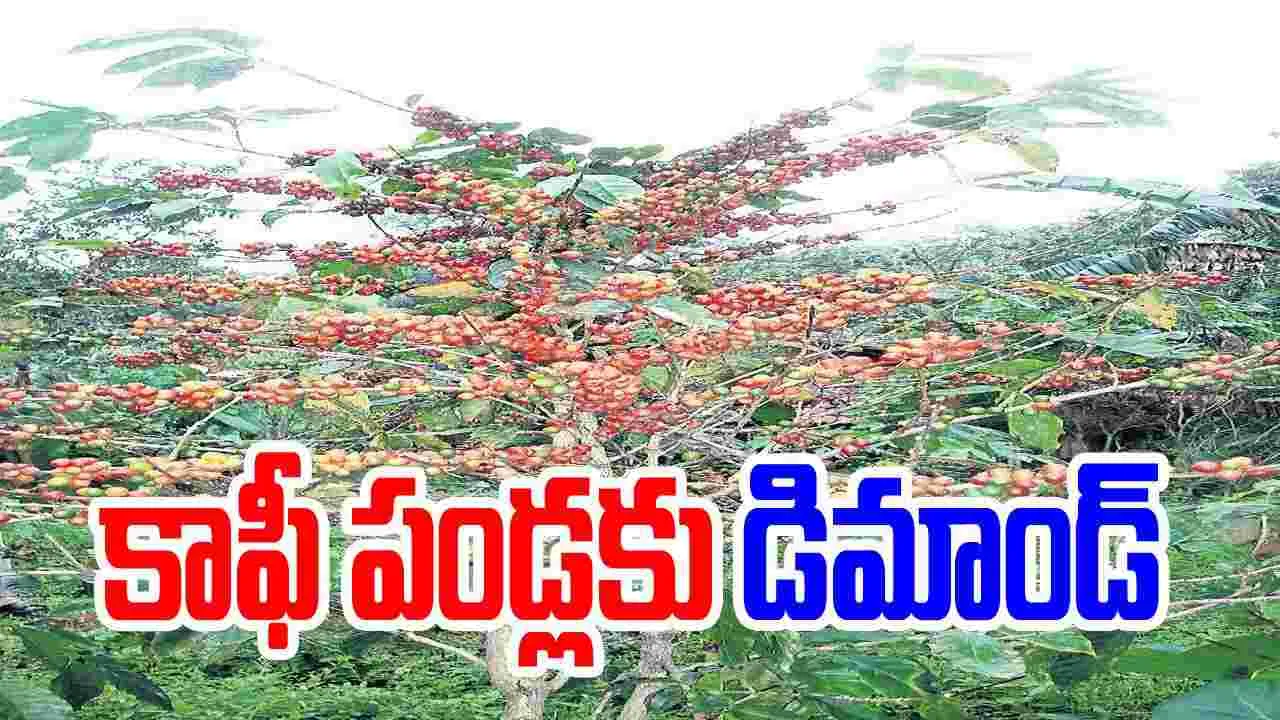 కాఫీకి గిరాకీ 