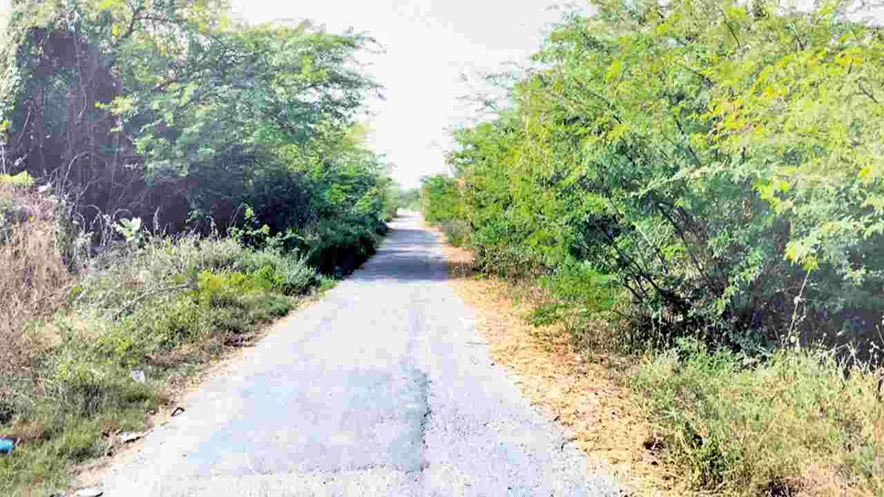 కంపచెట్లు తొలగించరూ..