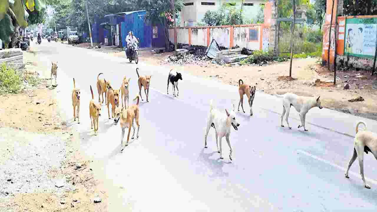 కుక్కల సంచారంతో ప్రమాదాలు
