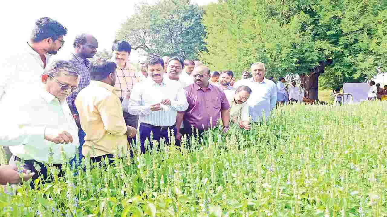 చిరుధాన్యాల సాగును ప్రోత్సహించాలి