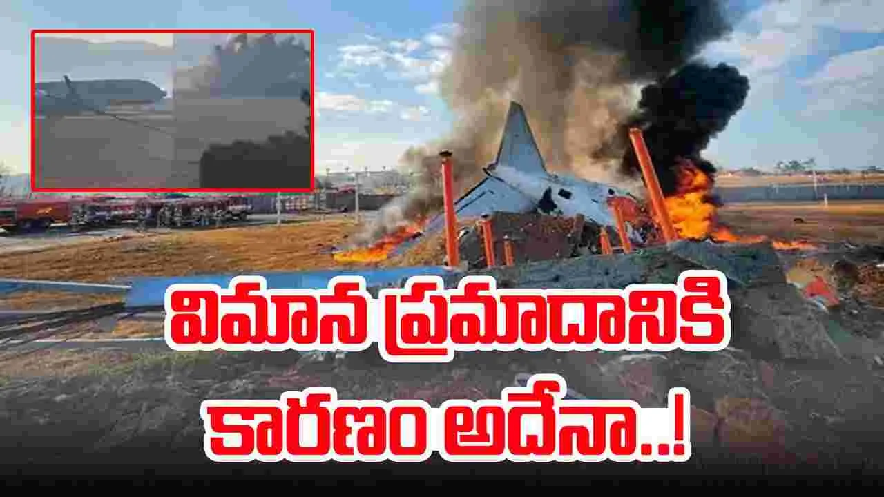 Plane Crash: కొరియా విమాన ప్రమాదానికి కారణం అదేనా.. వీరు మాత్రం సేఫ్..