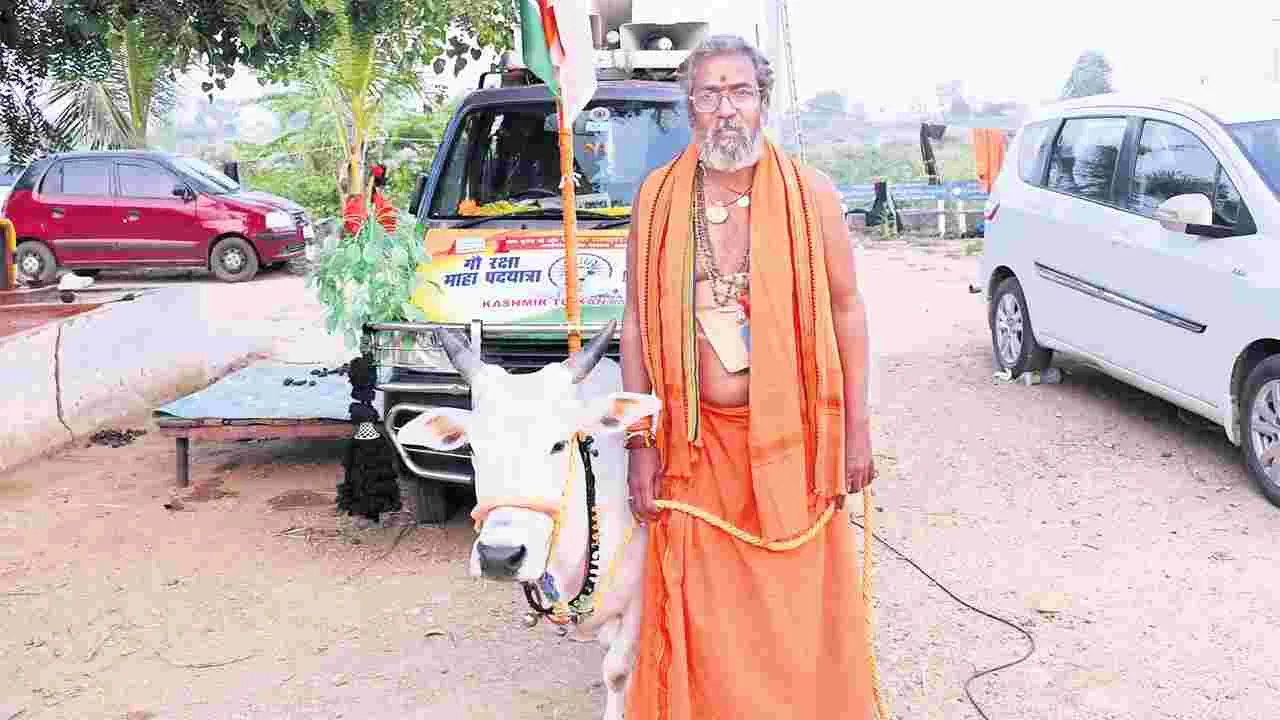పాదయాత్రలో ప్రత్యేకం పుంగనూరు ఆవు