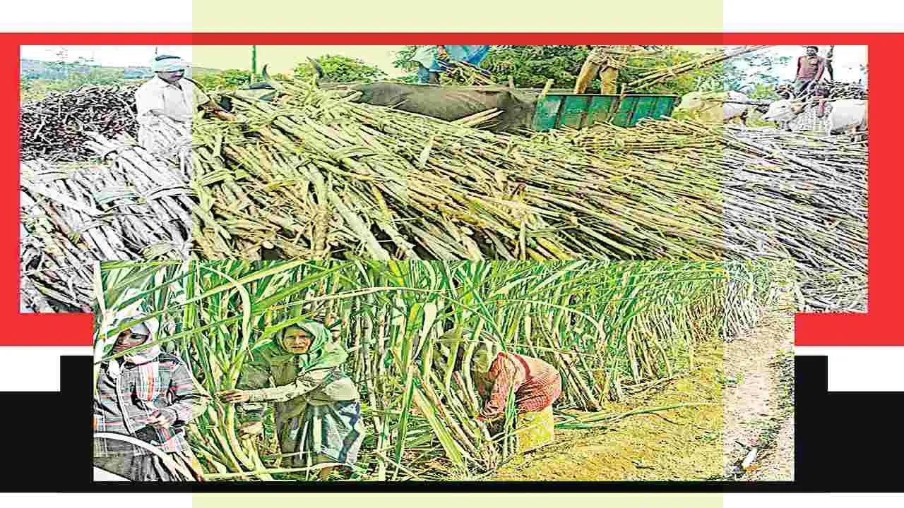 Sugarcane : చెరకు రాయితీలకు మంగళం!