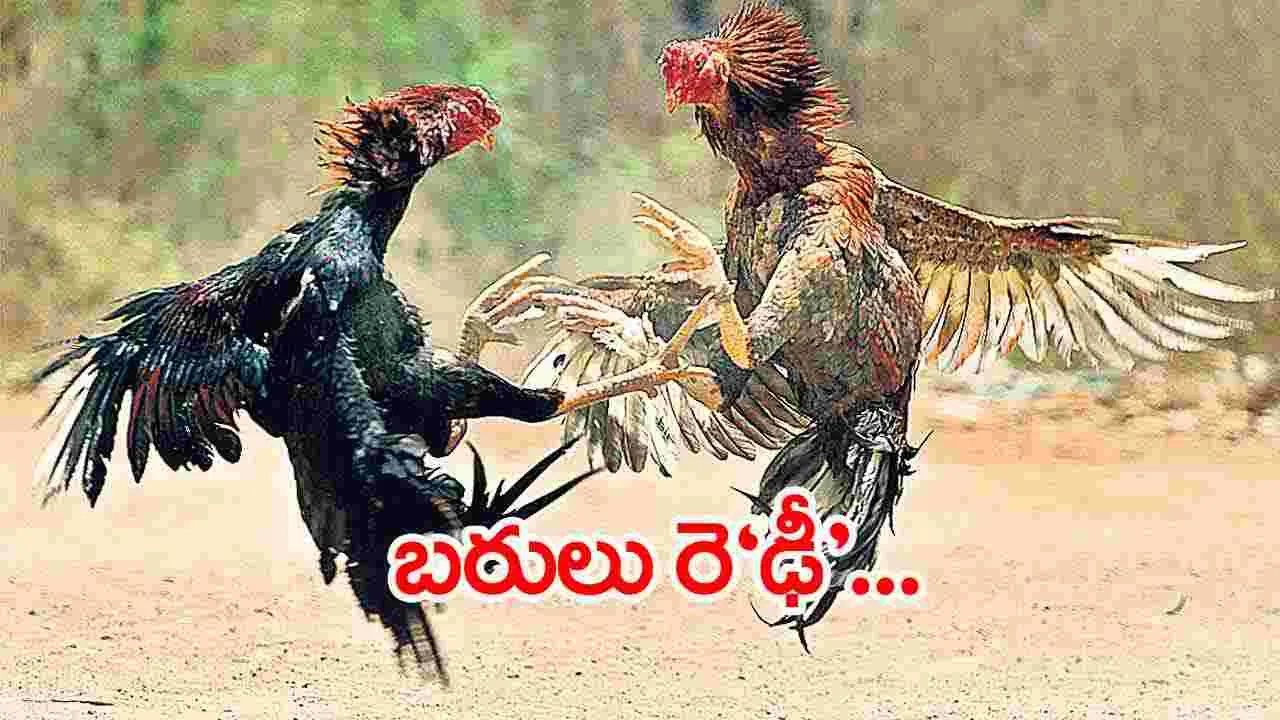 Cockfights.. ప.గో. జిల్లా: సంక్రాంతి కోడి పందాలకు సర్వం సిద్ధం