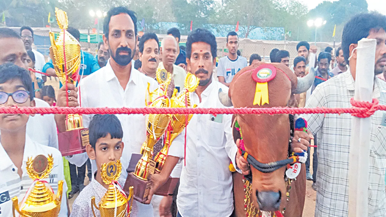 అలరించిన ఆవుల అందాల పోటీలు