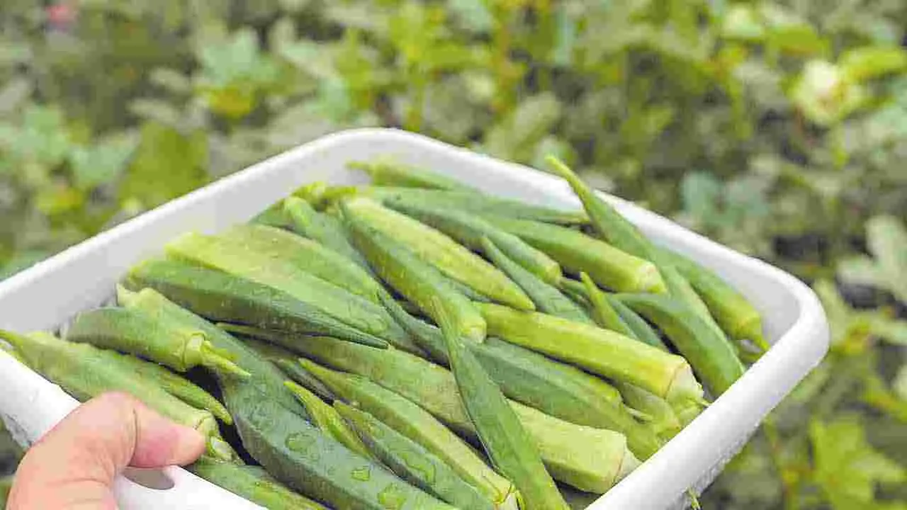 Okra: బెండకాయలతో బ్రహ్మాండంగా!