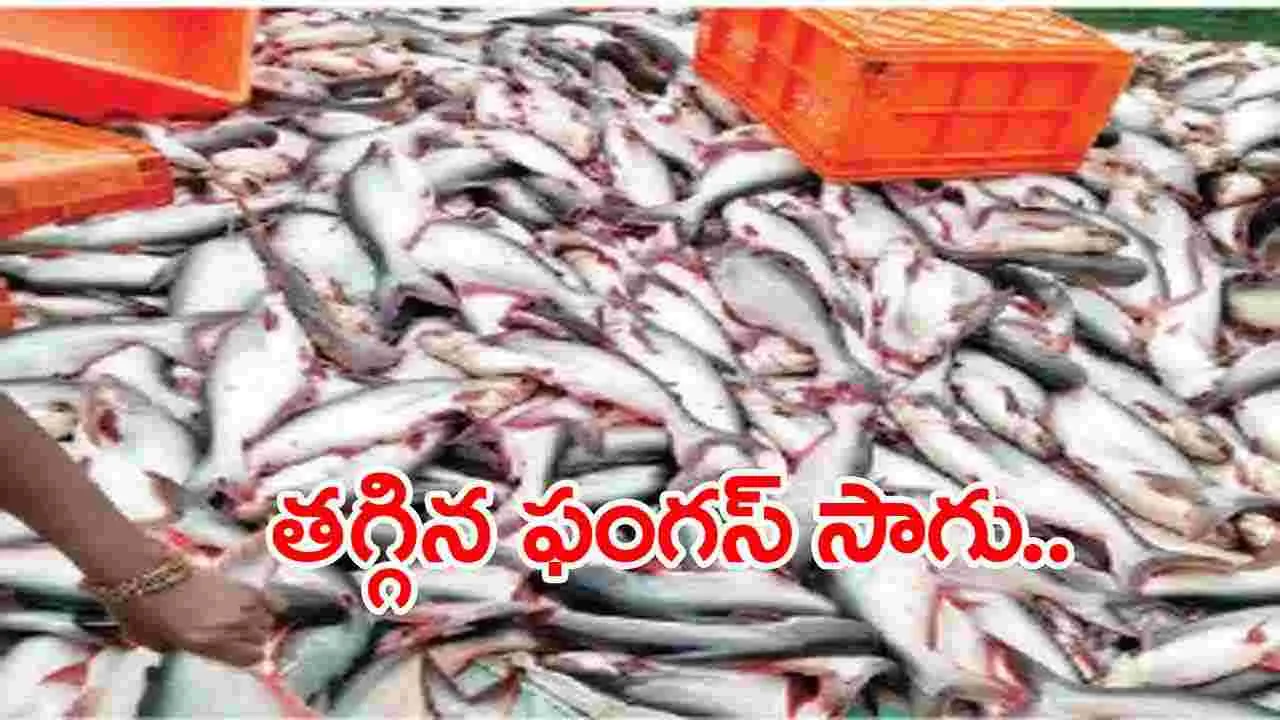 Aqua Farmers: ఫంగస్ అధరహో..