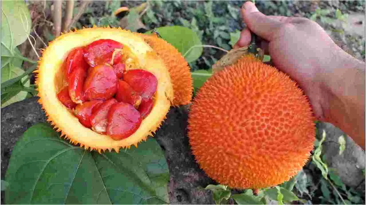 GAC FRUIT:ఈ పండు తింటే.. ముసలితనం రాదు