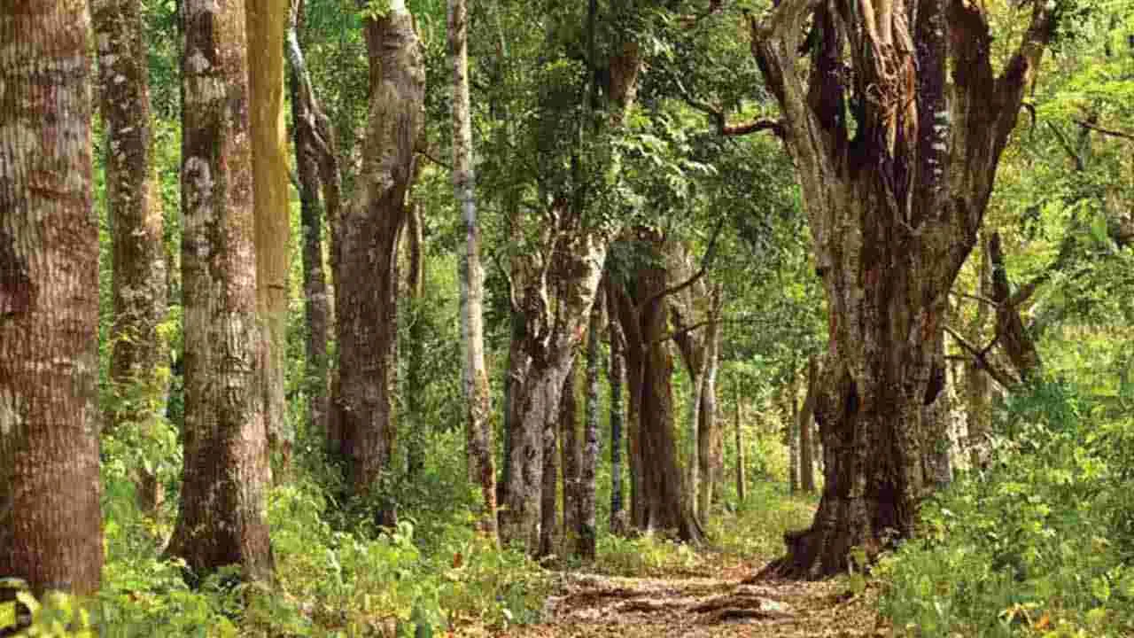 ఏపీలో 22 శాతం అడవులు