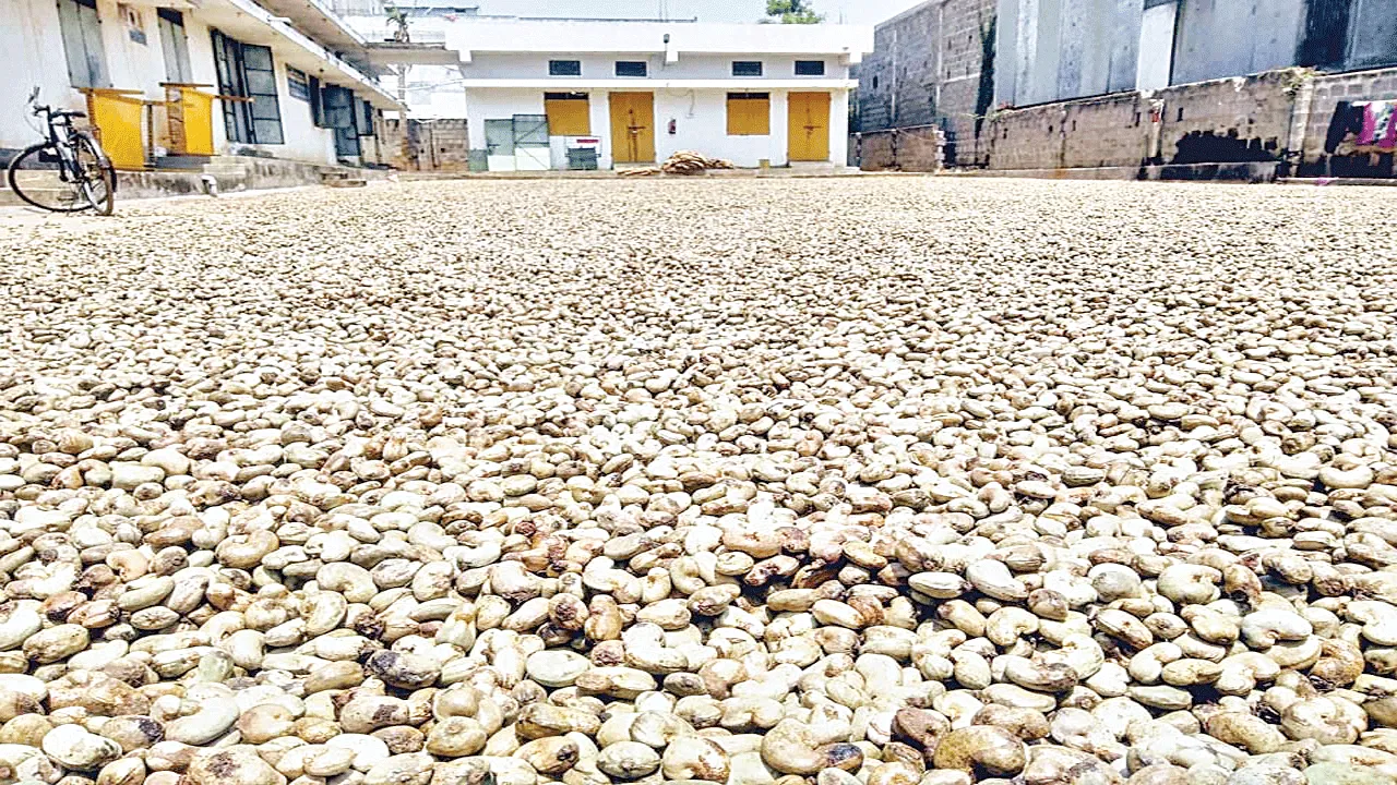 Cashews: ‘టాంజానియా’ జీడిపిక్కలు ముంచేశాయ్‌!