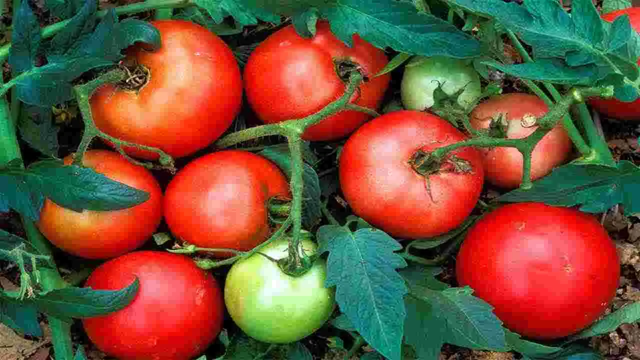 Tomato: కడుపుకోత.. పశువులకు మేత