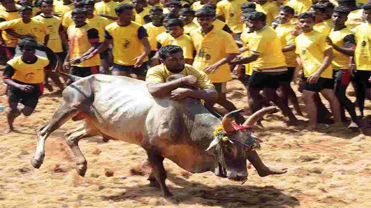 Jallikattu: రంకేసిన తొలి జల్లికట్టు..