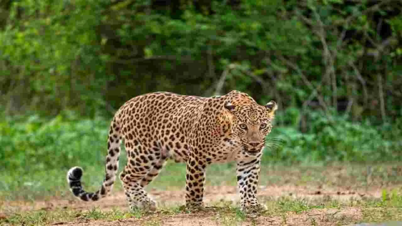 Leopard: వామ్మో.. చిరుత ఎంత దర్జాగా తిరుగుతోందో..