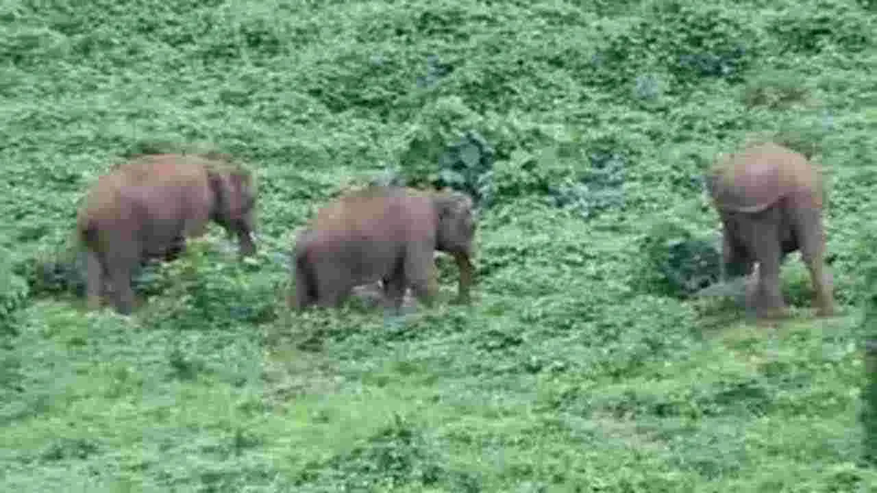 Elephants: అడవి ఏనుగులను తరిమేందుకు గుంకీ ఏనుగుల రాక