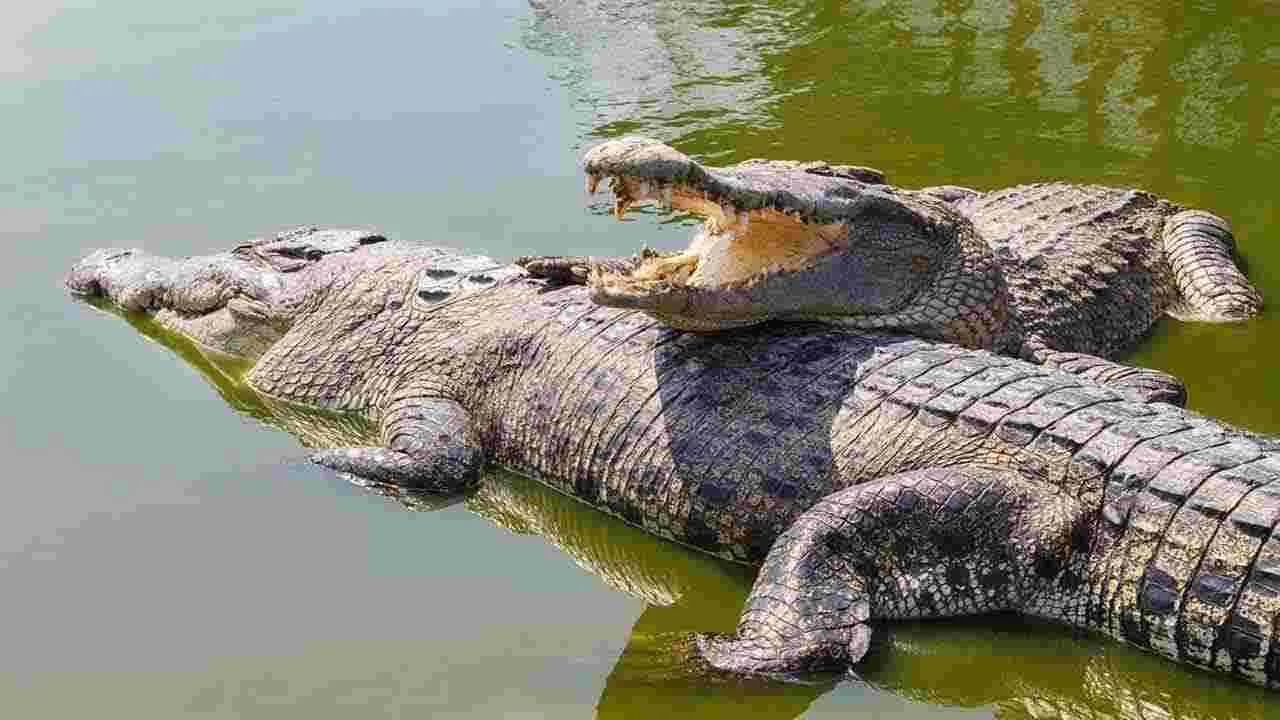 Crocodiles: సాత్తనూరు డ్యాం నుంచి తప్పించుకున్న మొసళ్లు..