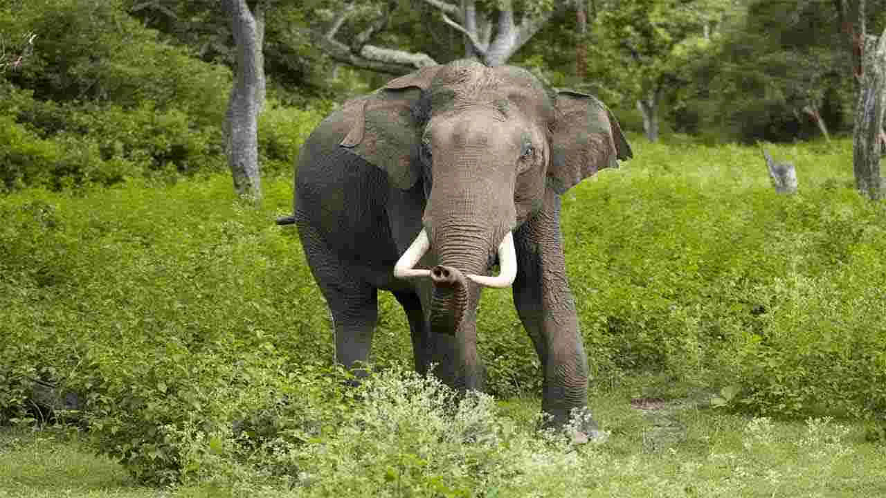 Elephant: తెలివి మనుషులకే కాదు.. మాక్కూడా ఉందిగా..