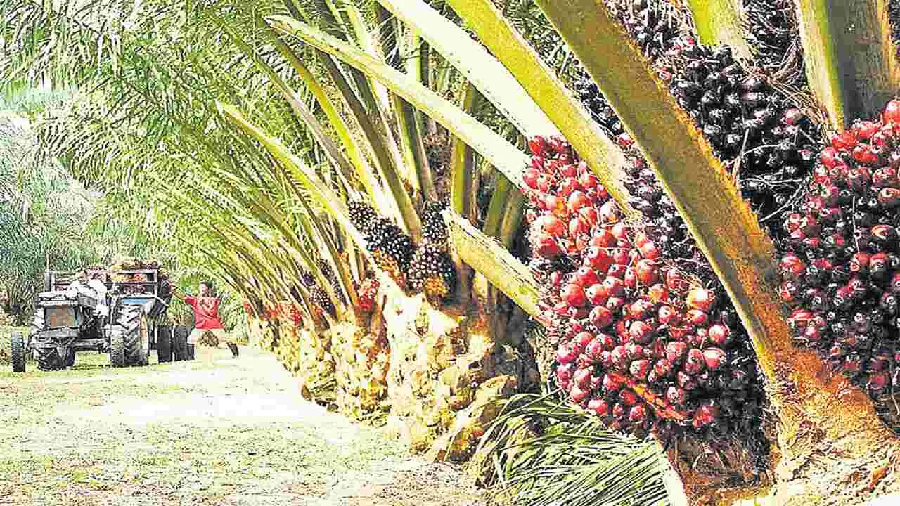 పామాయిల్కు ప్రోత్సాహం!
