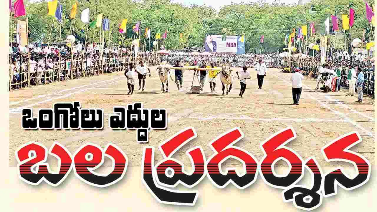 ఒంగోలు ఎద్దుల బల ప్రదర్శన