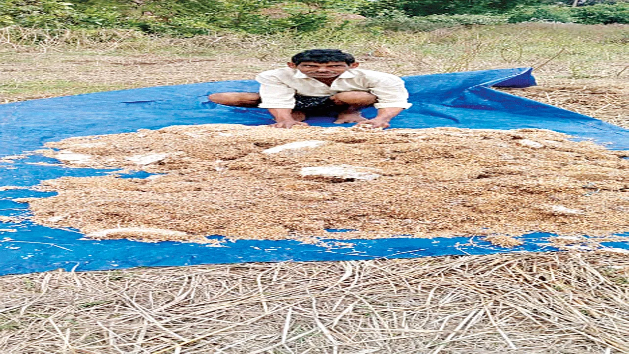 Sprouts for grain: ధాన్యానికి మొలకలు