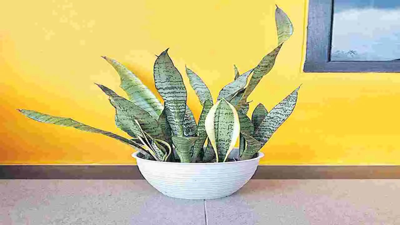 Snake Plant : ఇంట్లో స్నేక్‌ ప్లాంట్‌ పెంచవచ్చా?